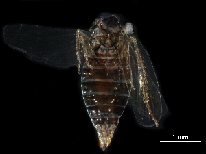  ( - BIOUG14927-A09)  @11 [ ] CreativeCommons - Attribution (2017) CBG Photography Group Centre for Biodiversity Genomics
