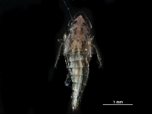  ( - BIOUG14927-B03)  @11 [ ] CreativeCommons - Attribution (2017) CBG Photography Group Centre for Biodiversity Genomics