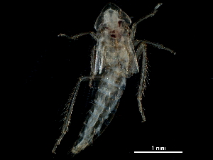  ( - BIOUG14927-D12)  @11 [ ] CreativeCommons - Attribution (2017) CBG Photography Group Centre for Biodiversity Genomics