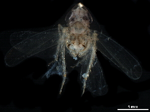  ( - BIOUG14927-F05)  @11 [ ] CreativeCommons - Attribution (2017) CBG Photography Group Centre for Biodiversity Genomics