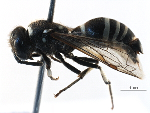  ( - BIOUG14958-G02)  @13 [ ] CreativeCommons - Attribution (2016) CBG Photography Group Centre for Biodiversity Genomics