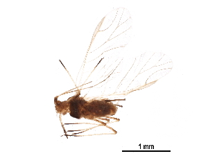  (Uroleucon adenocaulonae - BIOUG22539-D09)  @12 [ ] CreativeCommons - Attribution (2015) CBG Photography Group Centre for Biodiversity Genomics