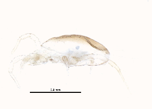  (Amblyseius sp. JCS30 - BIOUG22748-C10)  @13 [ ] CreativeCommons - Attribution (2015) CBG Photography Group Centre for Biodiversity Genomics