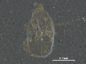  (Metaseiulus sp. JCS01 - BIOUG23512-H02)  @12 [ ] CreativeCommons - Attribution (2015) CBG Photography Group Centre for Biodiversity Genomics