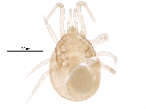  ( - BIOUG24632-B08)  @14 [ ] CreativeCommons - Attribution (2015) CBG Photography Group Centre for Biodiversity Genomics