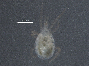  (Metaseiulus sp. JCS02 - BIOUG23922-G09)  @12 [ ] CreativeCommons - Attribution (2015) CBG Photography Group Centre for Biodiversity Genomics