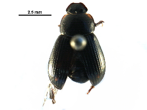  ( - BIOUG24966-D11)  @13 [ ] CreativeCommons - Attribution (2016) CBG Photography Group Centre for Biodiversity Genomics