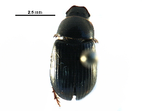  ( - BIOUG24966-D12)  @11 [ ] CreativeCommons - Attribution (2016) CBG Photography Group Centre for Biodiversity Genomics