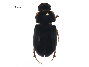  ( - BIOUG25429-D09)  @14 [ ] CreativeCommons - Attribution (2016) CBG Photography Group Centre for Biodiversity Genomics