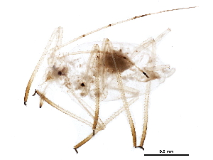  (Amphorophora agathonica - BIOUG22206-A04)  @13 [ ] CreativeCommons - Attribution (2015) CBG Photography Group Centre for Biodiversity Genomics