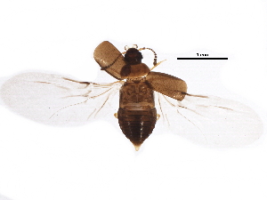  (Proteinus limbatus - BIOUG22207-A10)  @13 [ ] CreativeCommons - Attribution (2015) CBG Photography Group Centre for Biodiversity Genomics