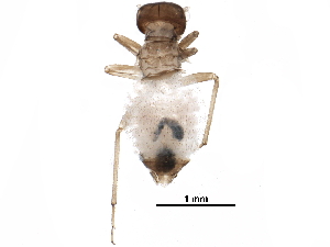  (Hemineura - BIOUG22450-G03)  @14 [ ] CreativeCommons - Attribution (2016) CBG Photography Group Centre for Biodiversity Genomics