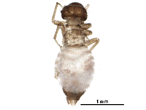  (Hemineura sp. 1EM&KJ - BIOUG22450-G12)  @14 [ ] CreativeCommons - Attribution (2016) CBG Photography Group Centre for Biodiversity Genomics