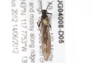 (Perlomyia utahensis - BIOUG04008-D05)  @12 [ ] CreativeCommons - Attribution (2014) CBG Photography Group Centre for Biodiversity Genomics
