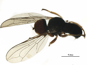  ( - BIOUG05292-H09)  @13 [ ] CreativeCommons - Attribution (2017) CBG Photography Group Centre for Biodiversity Genomics
