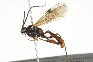  ( - BIOUG06165-B05)  @14 [ ] CreativeCommons - Attribution (2014) CBG Photography Group Centre for Biodiversity Genomics