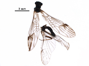  ( - BIOUG05803-F10)  @11 [ ] CreativeCommons - Attribution (2018) CBG Photography Group Centre for Biodiversity Genomics