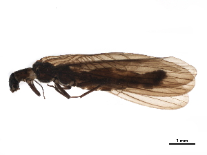  ( - BIOUG06001-E08)  @11 [ ] CreativeCommons - Attribution (2019) CBG Photography Group Centre for Biodiversity Genomics