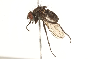 ( - BIOUG06374-H01)  @14 [ ] CreativeCommons - Attribution (2015) CBG Photography Group Centre for Biodiversity Genomics