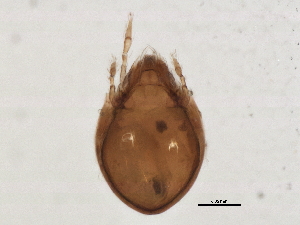  (Dendroeremaeidae - BIOUG06613-A03)  @14 [ ] CreativeCommons - Attribution (2014) CBG Photography Group Centre for Biodiversity Genomics
