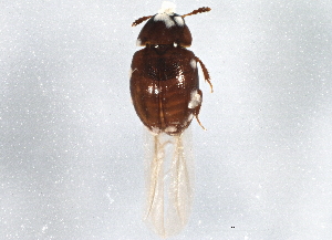  (Hydnobius pumilus - BIOUG06002-F09)  @13 [ ] CreativeCommons - Attribution (2014) CBG Photography Group Centre for Biodiversity Genomics