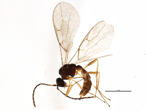  ( - BIOUG06508-D06)  @14 [ ] CreativeCommons - Attribution (2014) CBG Photography Group Centre for Biodiversity Genomics