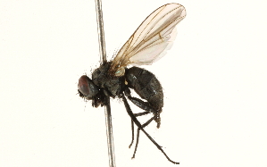  ( - BIOUG08205-G03)  @15 [ ] CreativeCommons - Attribution (2015) CBG Photography Group Centre for Biodiversity Genomics