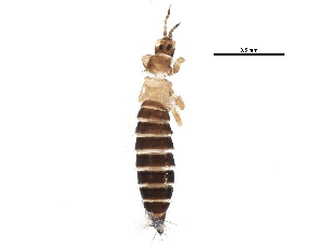  (Frankliniella fusca - BIOUG09408-C03)  @15 [ ] CreativeCommons - Attribution (2015) CBG Photography Group Centre for Biodiversity Genomics