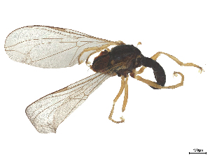  ( - BIOUG06886-D06)  @11 [ ] CreativeCommons - Attribution (2025) CBG Photography Group Centre for Biodiversity Genomics