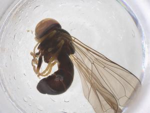  ( - BIOUG09207-E06)  @11 [ ] CreativeCommons - Attribution Share - Alike (2025) Centre for Biodiversity Genomics Centre for Biodiversity Genomics