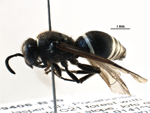  ( - BIOUG09406-B10)  @13 [ ] CreativeCommons - Attribution (2016) CBG Photography Group Centre for Biodiversity Genomics