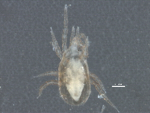  (Proctolaelaps sp. JCS24 - BIOUG09466-C10)  @12 [ ] CreativeCommons - Attribution (2014) CBG Photography Group Centre for Biodiversity Genomics