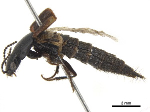  ( - BIOUG09622-E06)  @11 [ ] CreativeCommons - Attribution (2018) CBG Photography Group Centre for Biodiversity Genomics