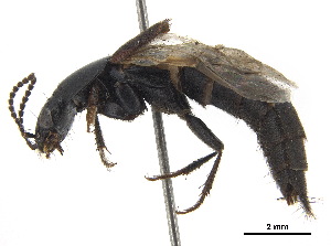  ( - BIOUG09622-H04)  @11 [ ] CreativeCommons - Attribution (2018) CBG Photography Group Centre for Biodiversity Genomics