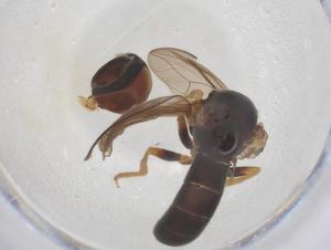  ( - BIOUG08990-C10)  @11 [ ] CreativeCommons - Attribution Share - Alike (2025) Centre for Biodiversity Genomics Centre for Biodiversity Genomics