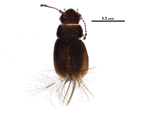  ( - BIOUG08404-C01)  @14 [ ] CreativeCommons - Attribution (2017) CBG Photography Group Centre for Biodiversity Genomics