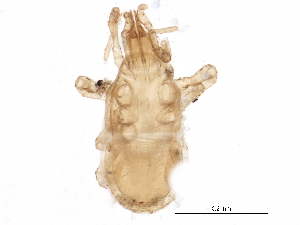  (Gamasellus sp. JCS06 - BIOUG15212-B08)  @14 [ ] CreativeCommons - Attribution (2015) CBG Photography Group Centre for Biodiversity Genomics