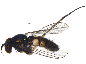  ( - BIOUG15641-F03)  @13 [ ] CreativeCommons - Attribution (2015) CBG Photography Group Centre for Biodiversity Genomics