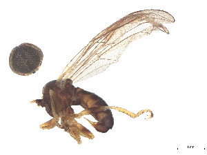  ( - BIOUG15641-G02)  @11 [ ] CreativeCommons - Attribution (2025) CBG Photography Group Centre for Biodiversity Genomics