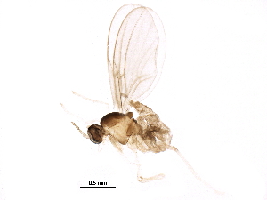  ( - BIOUG15990-A05)  @14 [ ] CreativeCommons - Attribution (2016) CBG Photography Group Centre for Biodiversity Genomics