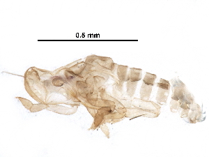  ( - BIOUG17666-F06)  @12 [ ] CreativeCommons - Attribution (2016) CBG Photography Group Centre for Biodiversity Genomics