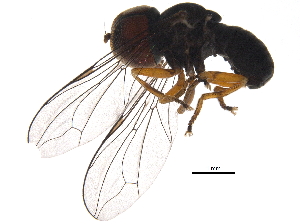  (Elmohardyia atlantica - BIOUG18930-E08)  @14 [ ] CreativeCommons - Attribution (2016) CBG Photography Group Centre for Biodiversity Genomics