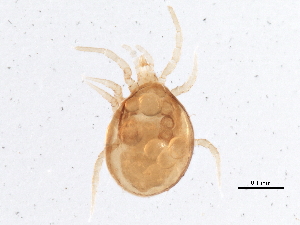  (Arrenoseius sp. JCS10 - BIOUG19504-C04)  @13 [ ] CreativeCommons - Attribution (2015) CBG Photography Group Centre for Biodiversity Genomics