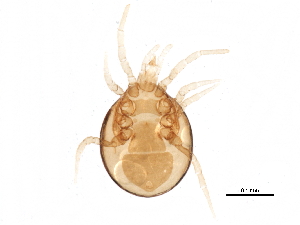  ( - BIOUG19504-C04)  @12 [ ] CreativeCommons - Attribution (2015) CBG Photography Group Centre for Biodiversity Genomics