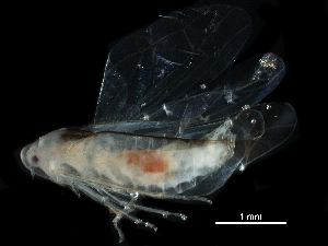  ( - BIOUG23301-D02)  @11 [ ] CreativeCommons - Attribution (2017) CBG Photography Group Centre for Biodiversity Genomics