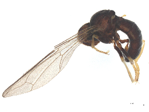  ( - BIOUG24097-D12)  @11 [ ] CreativeCommons - Attribution (2025) CBG Photography Group Centre for Biodiversity Genomics