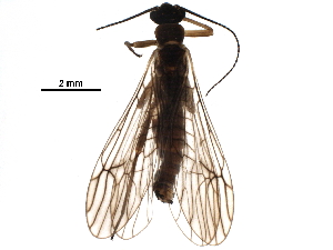  ( - BIOUG24307-A02)  @14 [ ] CreativeCommons - Attribution (2017) CBG Photography Group Centre for Biodiversity Genomics