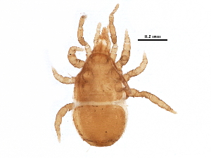  (Gamasellus sp. JCS14 - BIOUG24581-E04)  @14 [ ] CreativeCommons - Attribution (2016) CBG Photography Group Centre for Biodiversity Genomics