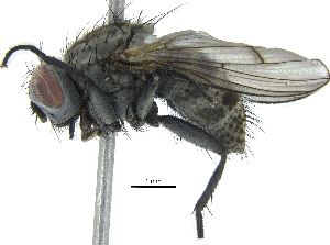  ( - BIOUG19506-D12)  @13 [ ] CreativeCommons - Attribution (2015) CBG Photography Group Centre for Biodiversity Genomics