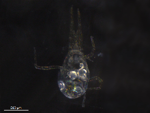  ( - BIOUG26598-H06)  @11 [ ] CreativeCommons - Attribution (2019) CBG Photography Group Centre for Biodiversity Genomics